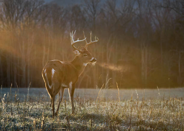 Whitetail buck at dawn